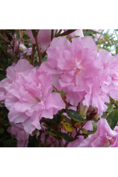 Рододендрон Елсі Лі 